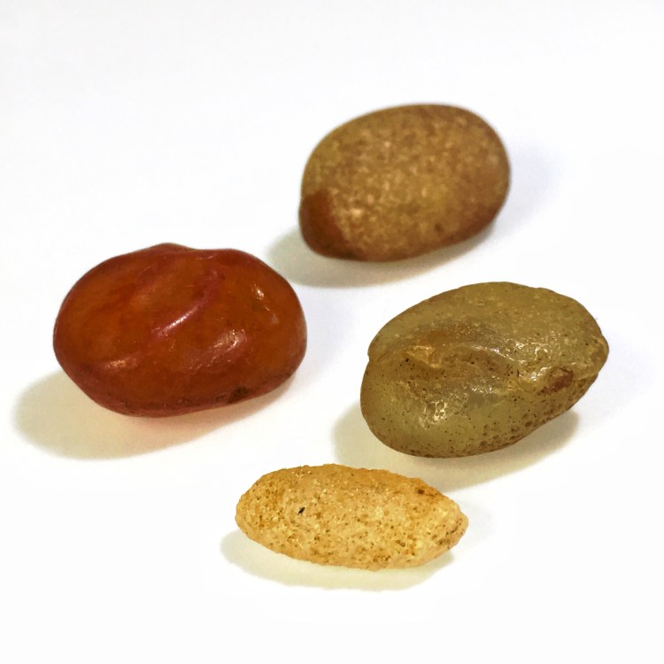 Petrified Agatized Clams found in Southwest Washington