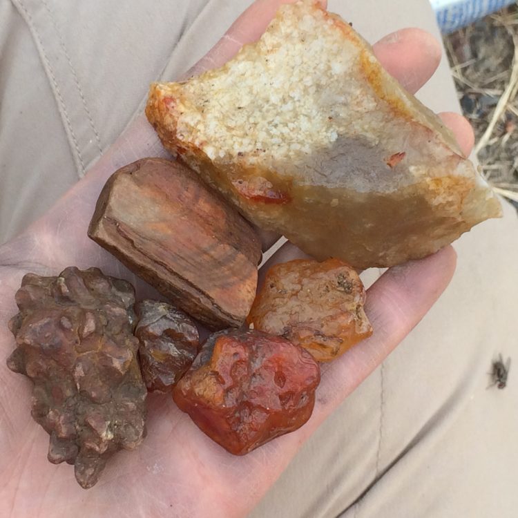 Agate, Carnelian and Petrified Wood from Southwest Washington